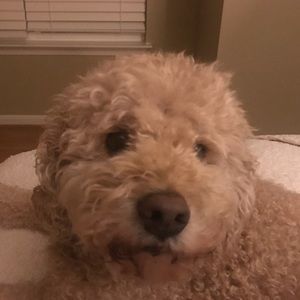 Meet your Posher, Annalisa